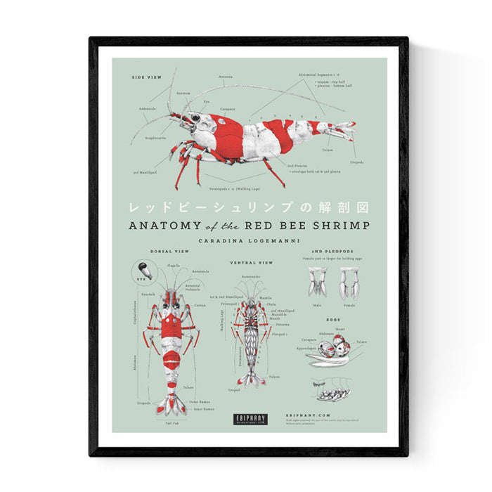 Anatomy of The Red Bee Shrimp Poster