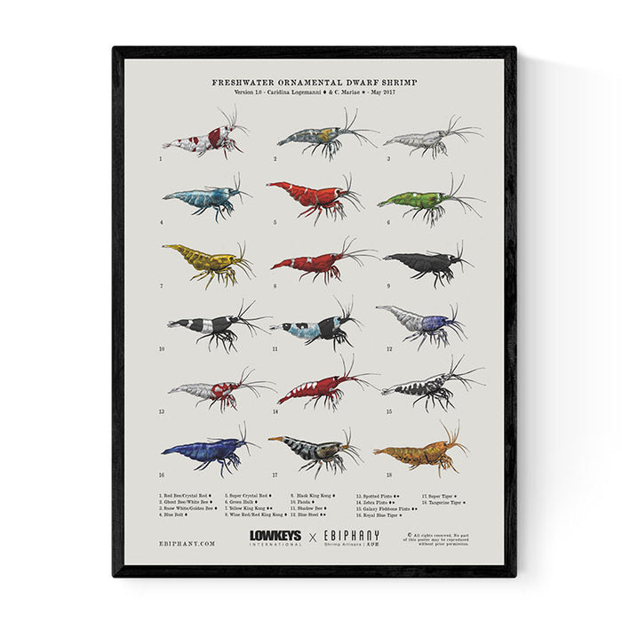 LOWKEYS X EBIPHANY Presents: Fresh Water Ornamental Dwarf Shrimp Poster